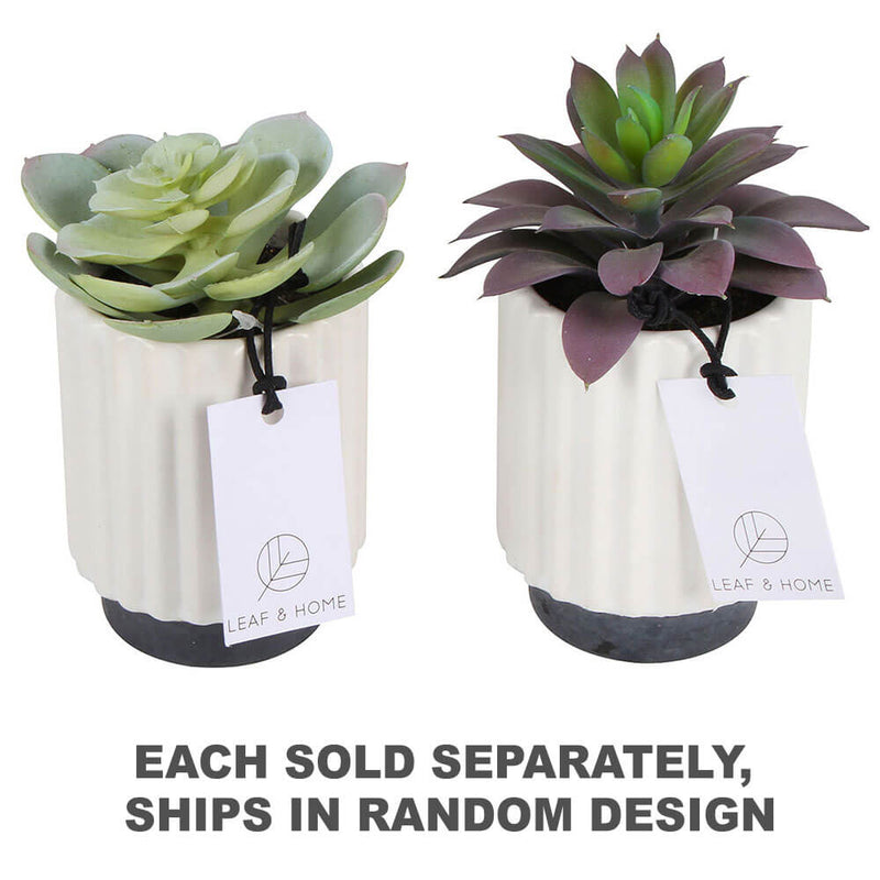 Sensi Succulentes en Pot Hexagonal 2 Assorties