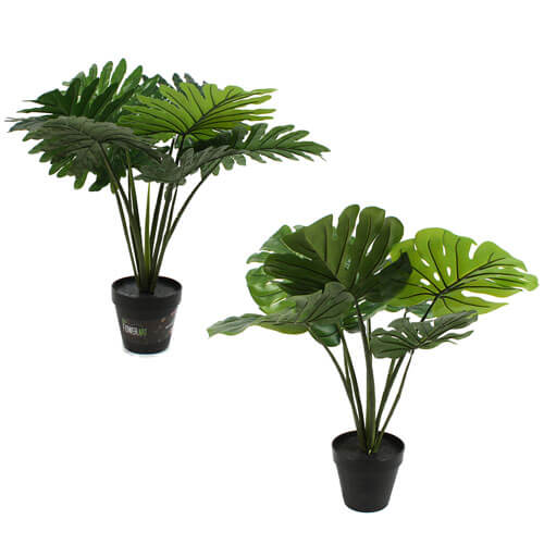 Plant in Pot 60cm