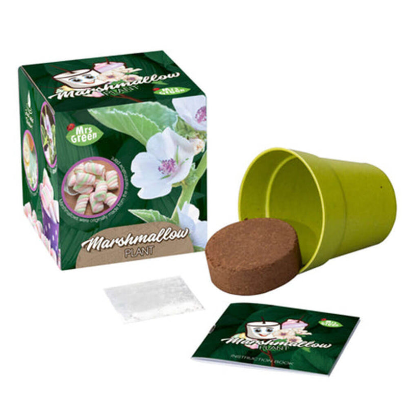 Kit de plantes de jardin Mme Green Whimsy