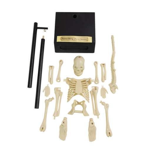 Teaching Aid Anatomical Skeleton